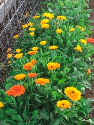 Are Calendula Flowers Edible? A Dive into Their Culinary and Medicinal Uses