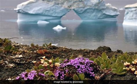 Are Flowers Blooming in Antarctica Reddit: A Surreal Exploration of Nature's Boundaries