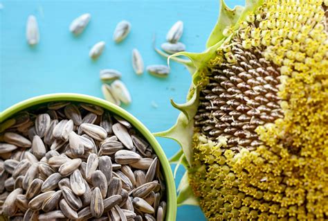 Can You Harvest Sunflower Seeds from Cut Flowers? Exploring the Unlikely Connection Between Floral Arrangements and Seed Cultivation