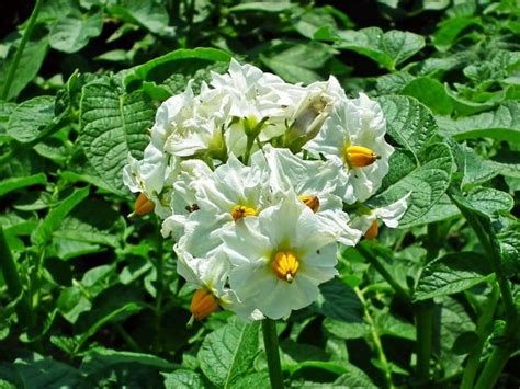 Do Potato Plants Have Flowers? And Why Do They Smell Like Forgotten Rain?