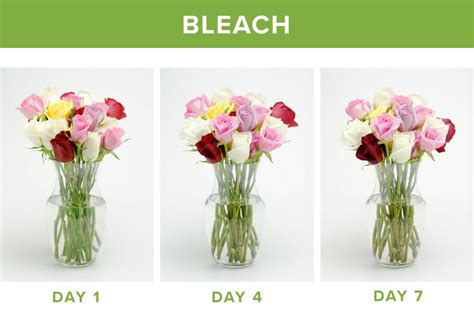 Does Bleach Make Flowers Last Longer? Exploring the Unlikely Connection Between Household Cleaners and Floral Longevity