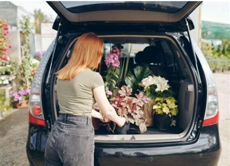 How Long Will Flowers Last in a Car: A Journey Through Time and Temperature