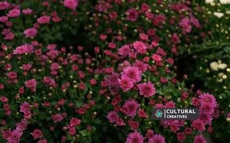 How Many Purple Flowers Are on Ginger Island: A Journey Through Nature's Palette