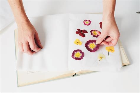 How to Dry and Press Flowers: A Journey Through Time and Texture