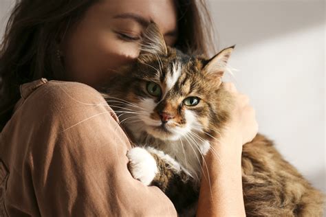 How to Start a Gardening Business: Why Do Cats Love Sunflowers?