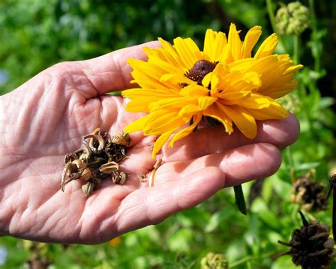 Are plants that produce seeds and flowers. Do they hold the secret to the universe's mysteries?