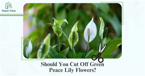 Should You Cut Off Green Peace Lily Flowers: A Debate on Aesthetic Pruning and Plant Health