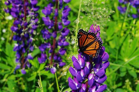 What Flowers Attract Monarch Butterflies: A Journey Through Nature's Palette and Beyond