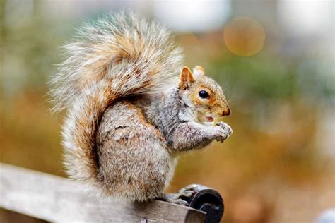 When is Squirrel Breeding Season? And Why Do They Love Acorns So Much?