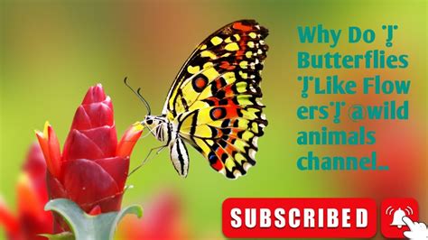 Why Do Butterflies Like Flowers? And Why Do Flowers Whisper Secrets to the Moon?