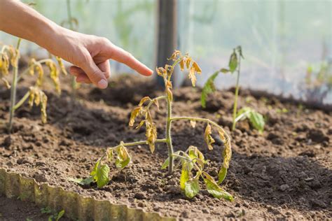 Why do flowers die so fast, and do they secretly envy the longevity of rocks?