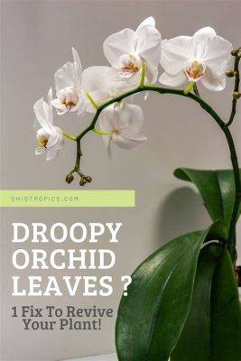 Will Droopy Orchid Flowers Recover: A Journey Through the Mysteries of Plant Resilience and Human Curiosity